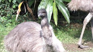 ＜オーストラリアの飛べない巨鳥＞エミュー：台北市立動物園（Taipiei Zoo） [upl. by Heda261]