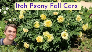 Itoh Peony Fall Maintenance for More Spring Flowers [upl. by Khichabia786]