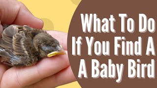 What To Do If You Find A Baby Bird  The Difference Between Fledglings amp Nestlings [upl. by Carlyle]