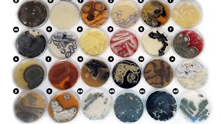 All About Marine Fungi [upl. by Ytinav]