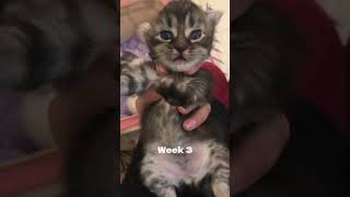 Kitty Growing up Week 18 in 18sec🐱📈 cat growingup shorts [upl. by Allehcim163]