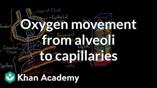 Oxygen movement from alveoli to capillaries  NCLEXRN  Khan Academy [upl. by Eltsyrk381]