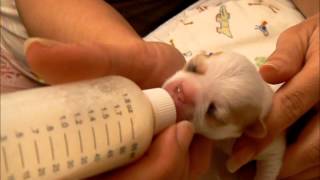 How To Care For Orphan Puppies Chihuahuas [upl. by Ayouqat]