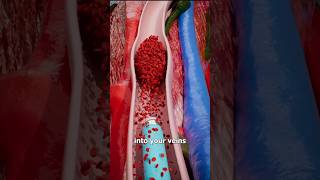 Blood Clot And circulation of blood in vainclotcirculatorysystemBloodClotThrombosis [upl. by Neiluj295]