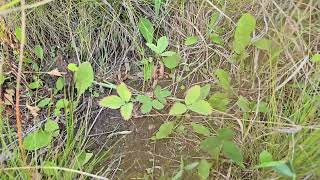 Fragaria vesca Wild Red Strawberry plugs planted in early July September follow up on runners [upl. by Lynnea]