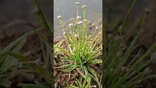 Eriocaulon of Malenad ecology karnataka flowers Endemic Kannada Gidamoolike aquaticplants [upl. by Ennoval933]