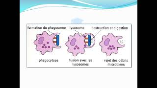 LImmunité anti Bactérienne [upl. by Ocirderf]