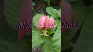 Mussaenda plant shortsfeed shortvideos gardening viralvideos shorts [upl. by Nielsen]