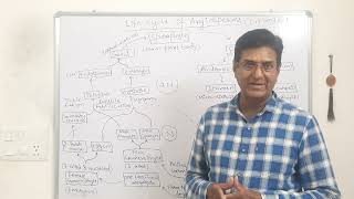 Life Cycle Of Angiosperms [upl. by Nicola]