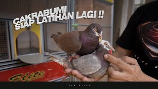 VLOG KABAR TERBARU SEMUA MERPATI KANDANG ELITE TANGERANG [upl. by Arin]