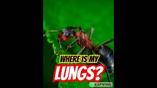 How Ants Breathe Without Lungs Fascinating Insect Facts 60secondfacts animalscience ants [upl. by Rehposirhc]