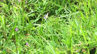 ミヤマモンキチョウ  Colias palaeno 長野県池の平湿原 20170814 butterfly of Japan [upl. by Itisahc]