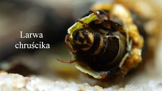 Larwa chruścika Trichoptera Caddisfly larvae 4K [upl. by Nohshan]