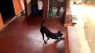 Cachorro baiano é outro nível 😅😅😅 [upl. by Anahsat]