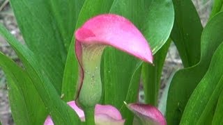 Tropical Color with the Calla Lily  Zantadeschia Spp [upl. by Borras]