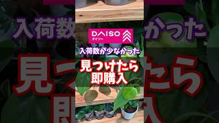 【ダイソー】入荷数が少なかった、見つけたら即購入しなくちゃ！ 観葉植物 ダイソー houseplants daiso 百均 [upl. by Eylhsa]