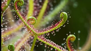 How Carnivorous Plants Trap and Digest Insects [upl. by Debbee]