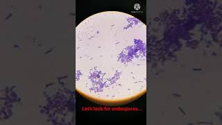 Bacterial Cells with Endospores under Microscope I Shorts [upl. by Gherardi]