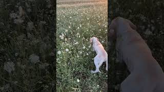 Conclusione azione beccaccia puppy benelli cacciapassione nature dog doglifespinoneitaliano [upl. by Bradway19]