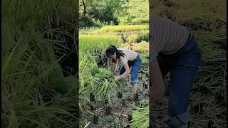 Harvesting rice with sickle [upl. by Gan]