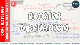 Booster Mechanism  Alkaline Phosphatase Theory  Theories of mineralisation  Dr Paridhi Agrawal [upl. by Gotcher322]