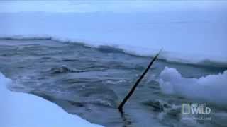 NARWHALS ARE REAL  Documentary Film  Kickstarter Project Video [upl. by Afatsom]