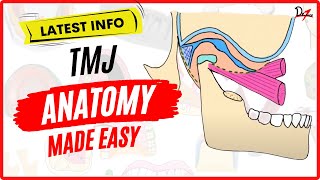 TMJ Anatomy Easy Temporomandibular Joint Explanation [upl. by Iraj339]