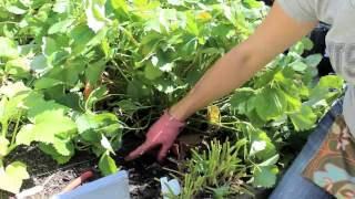 How to Renovate prune your Junebearing Strawberry Patch [upl. by Nilecoj]