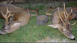 Bukkejagt i Rumænien  Spring Roebucks Romania Part 2 [upl. by Inaluiak]