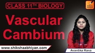 Vascular Cambium  Anatomy of Flowering Plants  CBSE Class 11 Biology [upl. by Kcired]