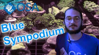 What are Blue Sympodiums  What is a Coral with Eli [upl. by Aniloj]