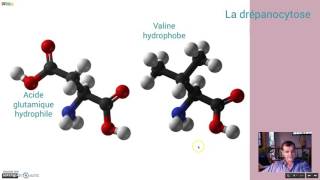 Les causes de la drépanocytose [upl. by Teilo]