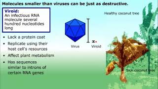 Prions and Viroids [upl. by Haram]