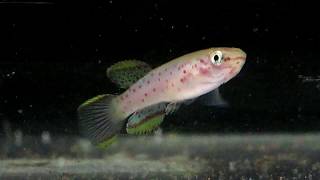 Fish Life Cycle in 6 Minutes Fundulopanchax nigerianus innidere  silver darte aquatics [upl. by Cupo]