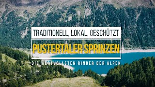 Pustertaler Sprinzen – Traditionell lokal geschützt die wertvollsten Rinder der Alpen [upl. by Emsmus]