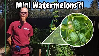 Growing Cucamelon tips amp tricks Organic Gardening with DripWorks [upl. by Anawik441]