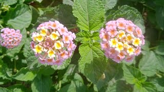 Lantana Camara Plant sarthinursery [upl. by Oiramat]