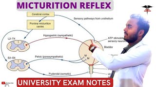 Micturition Reflex  Pathway of Micturition Reflex  Higher centers  Applied physiology [upl. by Joanna]