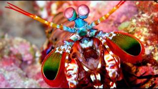 Big Mantis Shrimp in a Marine Refugium [upl. by Ynohtnaed974]