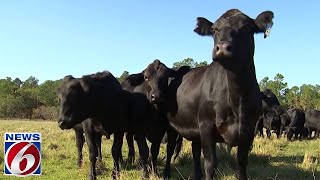 Mooove over storebought steaks How you can buy beef directly from the pasture [upl. by Celene151]