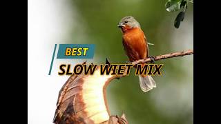 BEST “ SLOW WIET “ ROWTIE  LORTI  FIRE RED  SOROPHILA MINUTA TRAINING SONG WITH PAUZES [upl. by Donia]