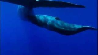 YouTube  ORCAS KILLER WHALES VS SPERM WHALES [upl. by Riki924]