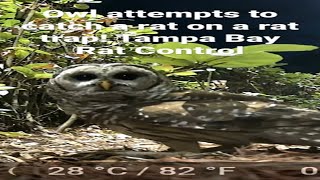 Owl Comes In Hard On A Rat Sitting On A Rat Trap Listen To The Crash [upl. by Madlen655]