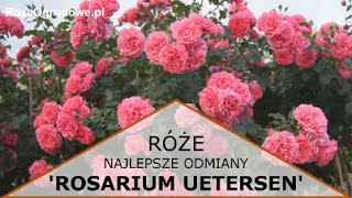 Róża pnąca Rosarium Uetersen® [upl. by Mullins]