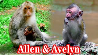 Update Ellens Family  Ellen monkey care her baby Evelyn and play with her brother [upl. by Urania]