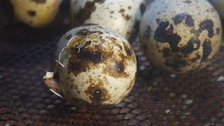 First Time Hatching Coturnix Quail Eggs [upl. by Patrizia692]