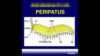 Onychophora classArthropodabiology zoology vedioyoutubevedio [upl. by Essinger]