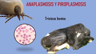 ANAPLASMOSIS Y PIROPLASMOSIS BOVINA TRISTEZA BOVINA [upl. by Gennifer]