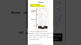 Trilobites [upl. by Doble]