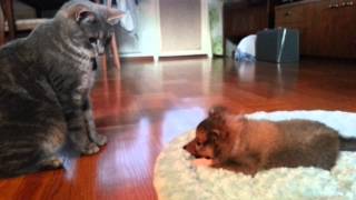 Shetland sheepdog puppy vs cat [upl. by Nwahsak]